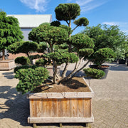 KONIMG:EB3D8D8E7497