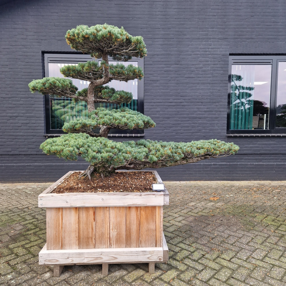 KONIMG:2615104364C0