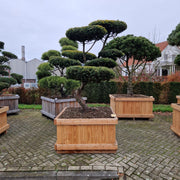 KONIMG:1E1B61465286
