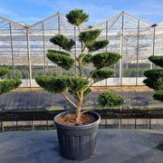 KONIMG:012002B65BDC