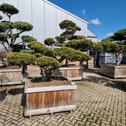 KONIMG:B716FA0FF676