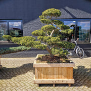 KONIMG:6D278FB5B1B4